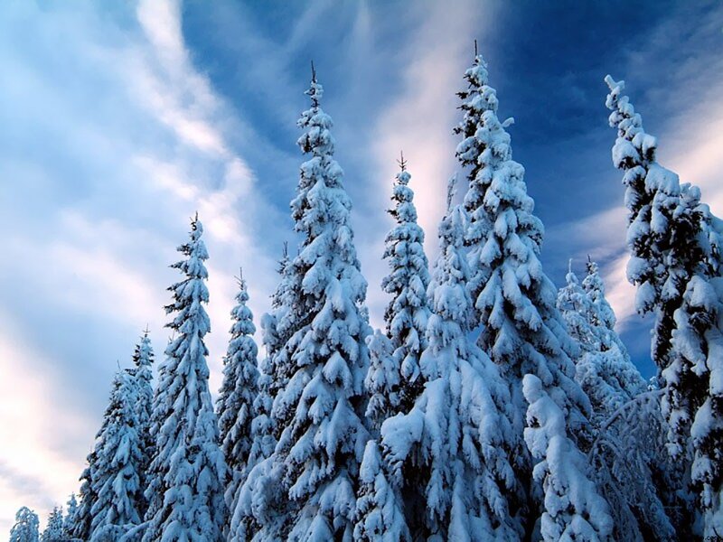 Snow-covered Evergreen Trees — Blue, Serene, Winter, Photograph, Sky, Clouds