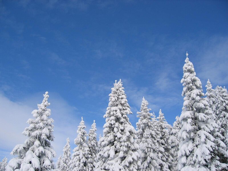Snow-covered Evergreen Trees — Blue, Serene, Winter, Photograph, Sky