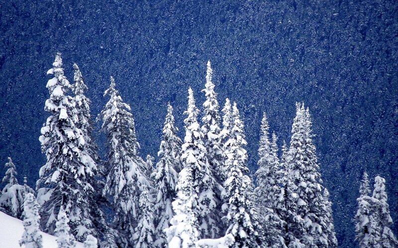 Snow-covered Evergreen Trees — Blue, Serene, Winter, Photograph, Snow, Forest, Mountain