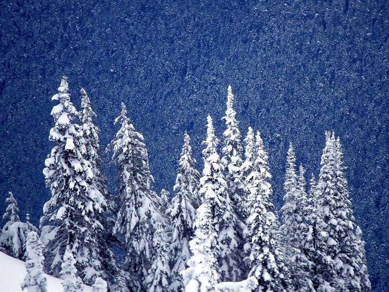 Snow-covered Evergreen Trees — Blue, Serene, Winter, Photograph, Snow, Forest, Mountain, White