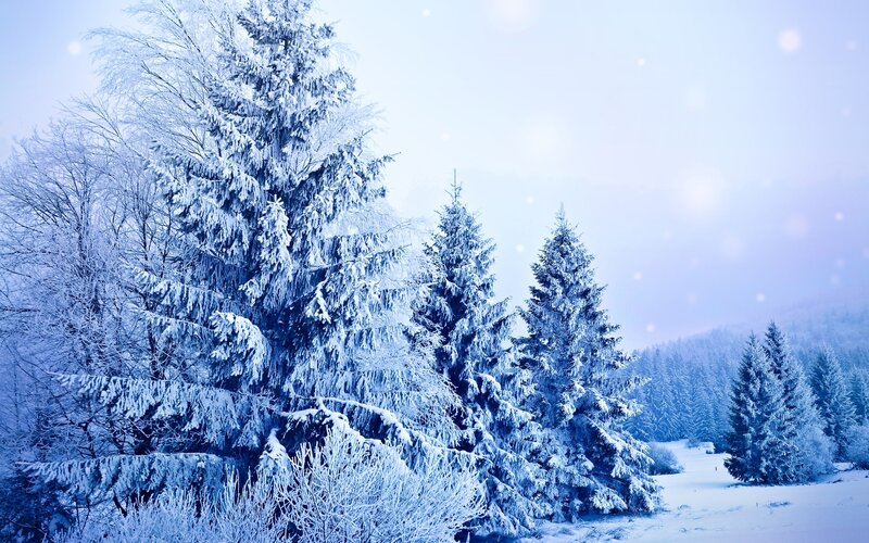 Snow-covered Evergreen Trees — Blue, Serene, Winter, Photograph, Snow, Forest, Sky