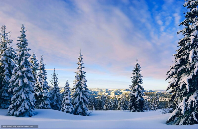 Snow-covered Evergreen Trees — Blue, Serene, Winter, Photograph, Snow, Mountains, Sky, Clouds