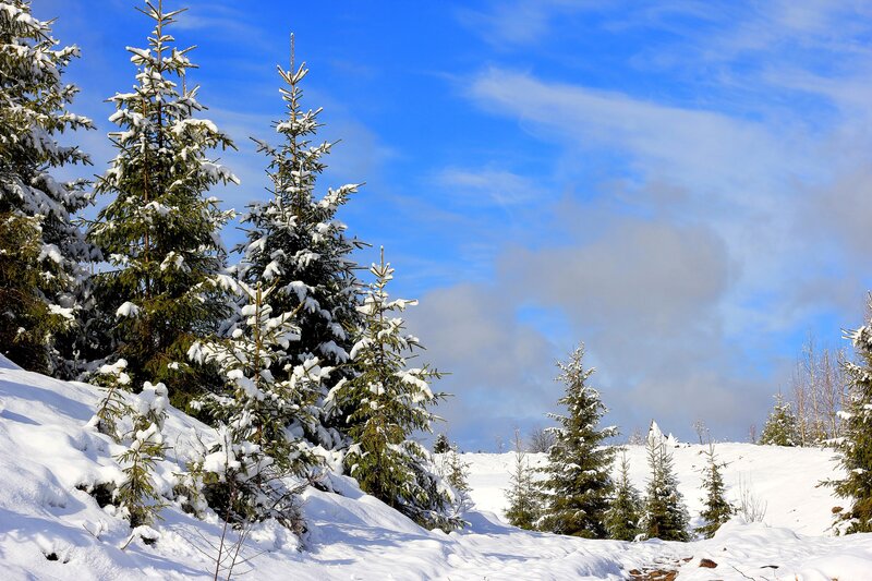 Snow-covered Evergreen Trees — Blue, Serene, Winter, Photograph, Snow, Sky, Clouds, Hill