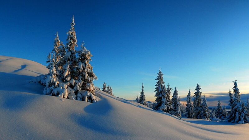 Snow-covered Evergreen Trees — Blue, Serene, Winter, Photograph, Snow, Sky, Hills
