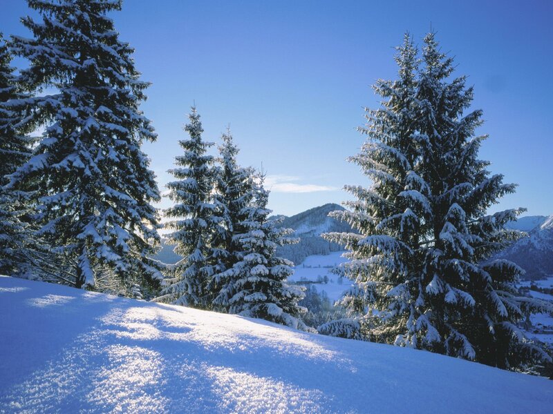 Snow-covered Evergreen Trees — Blue, Serene, Winter, Photograph