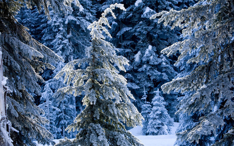 Snow-covered Evergreen Trees — Blue, Serene, Winter