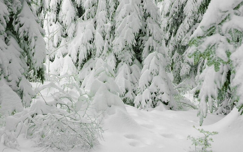 Snow-covered Evergreen Trees — Branches