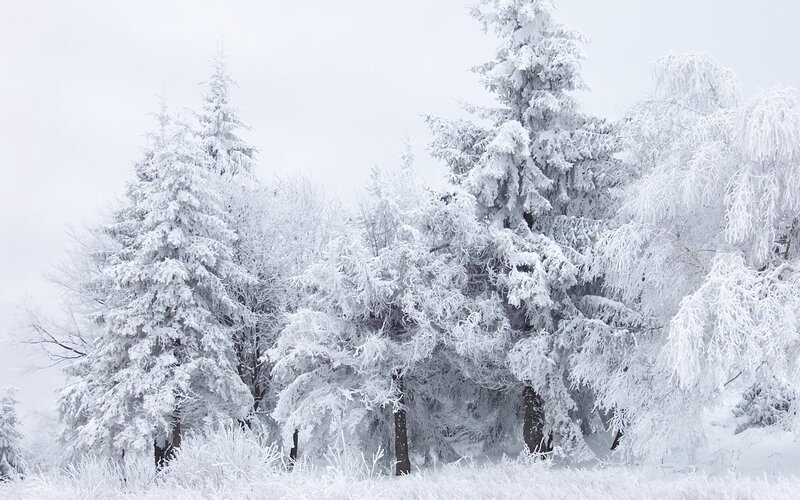 Snow-covered Evergreen Trees — Calm, Photograph