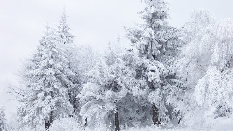 Snow-covered Evergreen Trees — Calm, Winter
