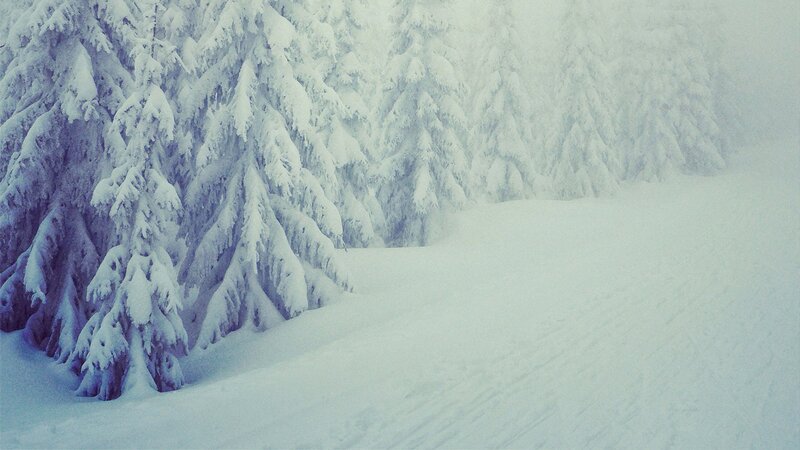 Snow-covered Evergreen Trees — Cold