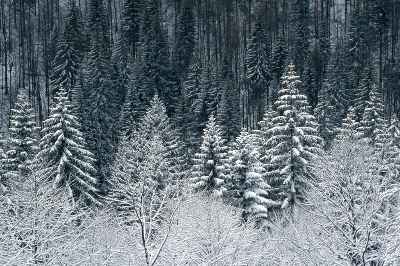 Snow-covered Evergreen Trees — Forest, Gray