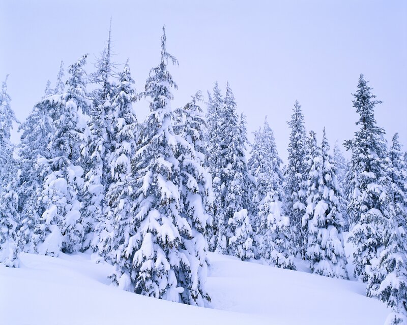 Snow-covered Evergreen Trees — Forest, Sky
