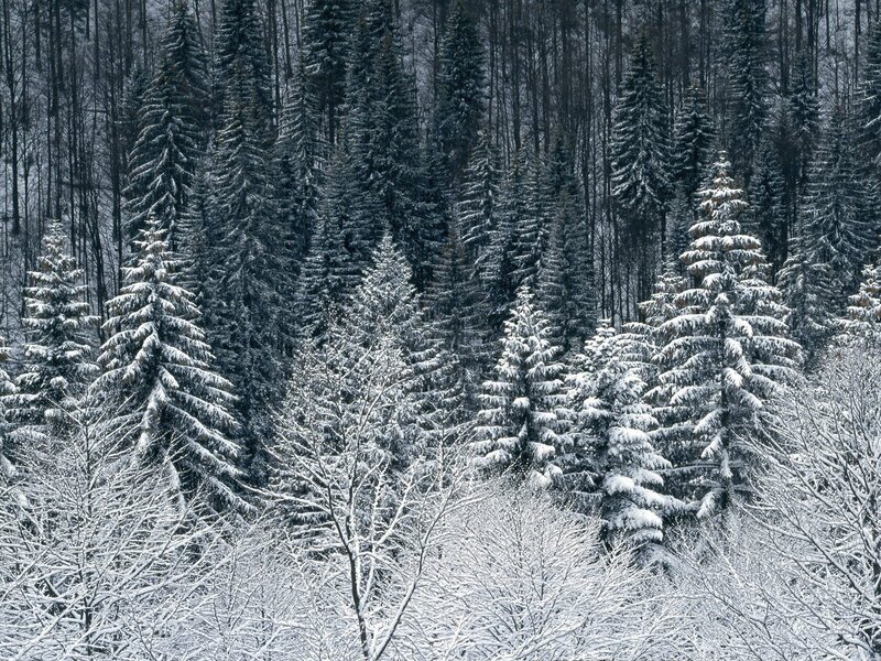 Snow-covered Evergreen Trees — Forest, Snow