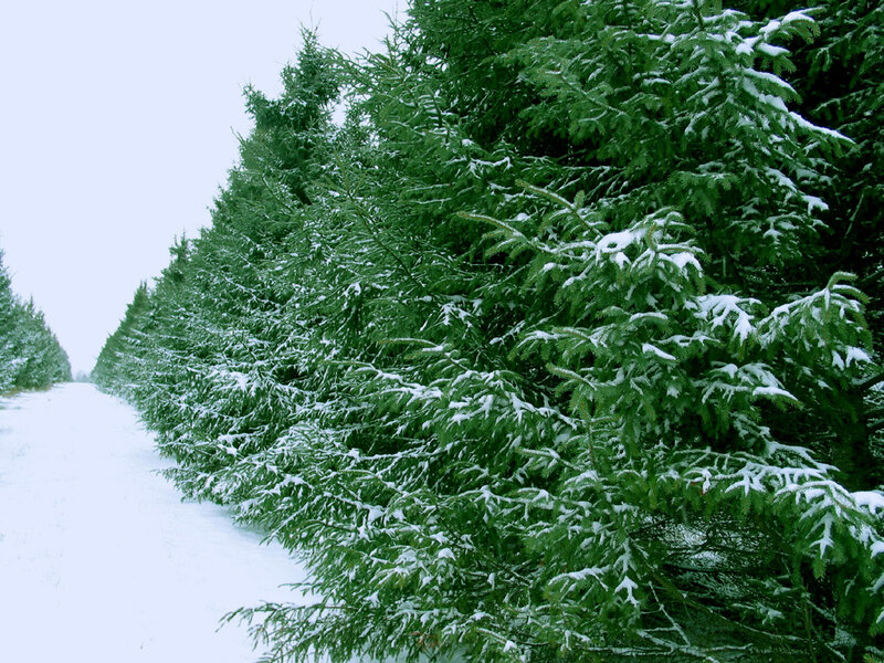 Snow-covered Evergreen Trees — Green, Calm