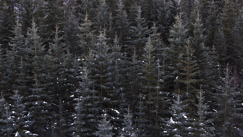 Snow-covered Evergreen Trees — Green, Calm, Winter