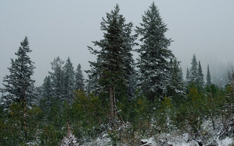 Snow-covered Evergreen Trees — Green, Cold, Misty