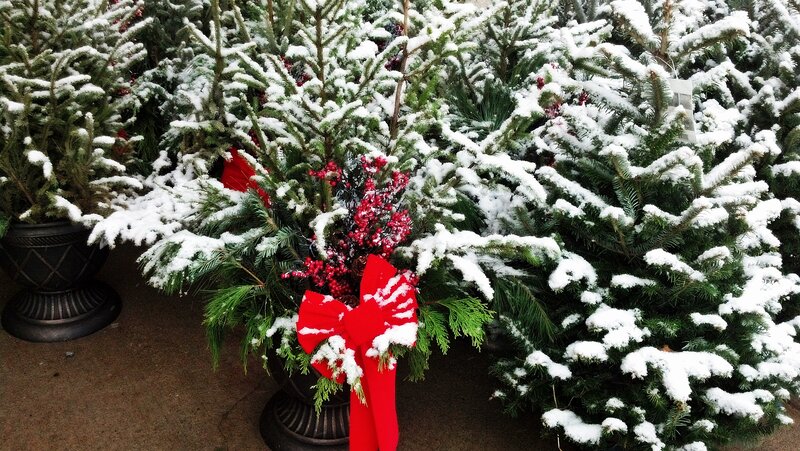 Snow-covered Evergreen Trees — Green, Festive