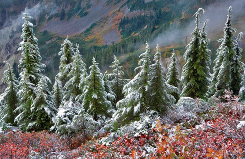 Snow-covered Evergreen Trees — Green, Serene