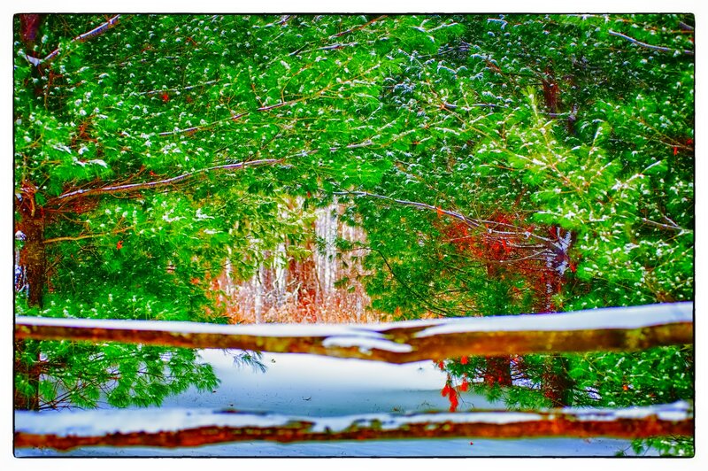Snow-covered Evergreen Trees — Green, Serene, Winter