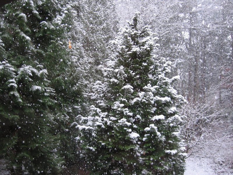 Snow-covered Evergreen Trees — Green