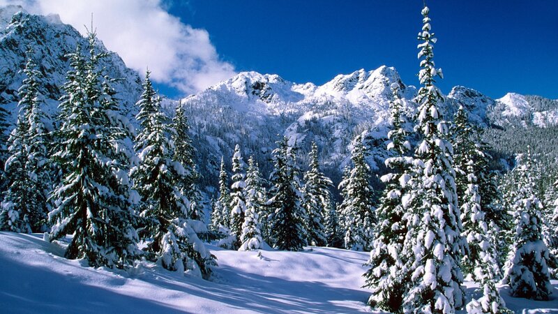 Snow-covered Evergreen Trees — Mountains, Sky