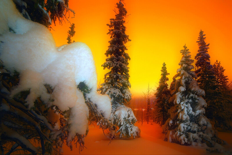 Snow-covered Evergreen Trees — Orange, Dramatic
