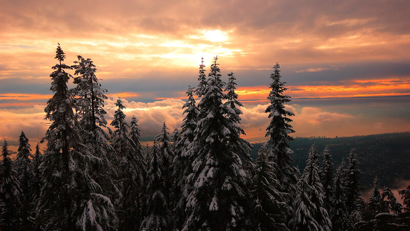 Snow-covered Evergreen Trees — Orange