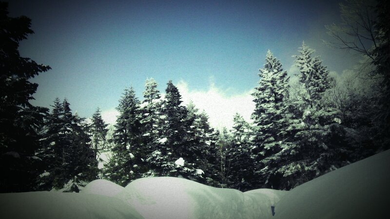 Snow-covered Evergreen Trees — Photograph, Black
