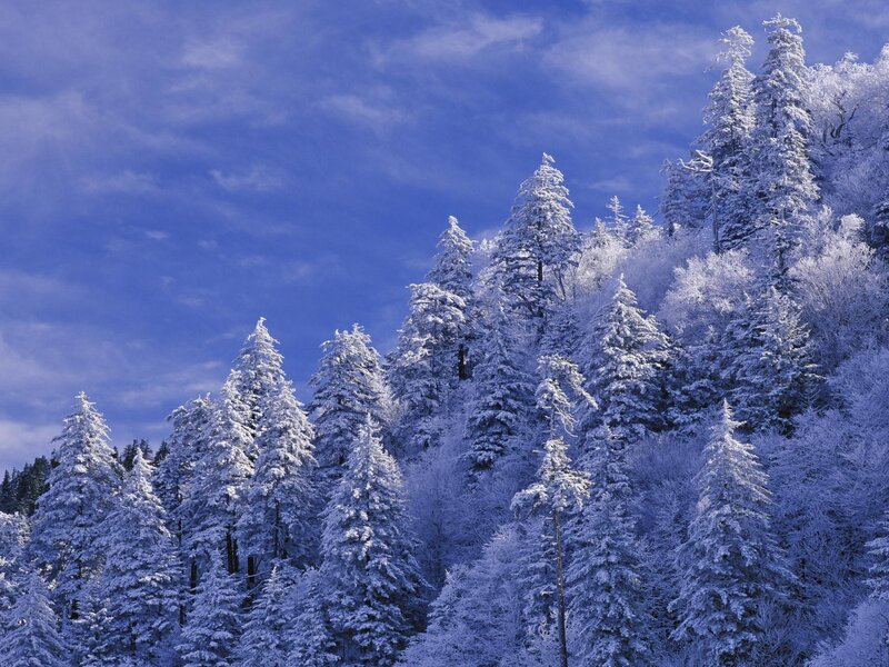 Snow-covered Evergreen Trees — Photograph, Clouds