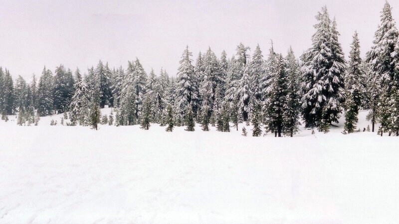 Snow-covered Evergreen Trees — Photograph, Gray
