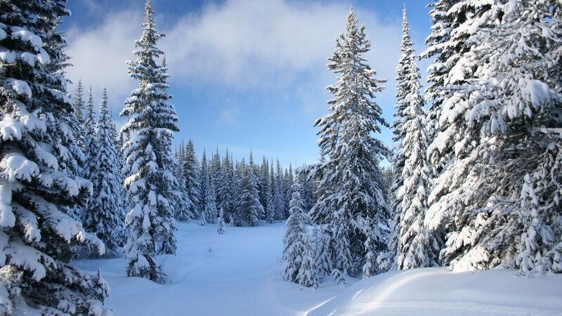 Snow-covered Evergreen Trees — Photograph, Green