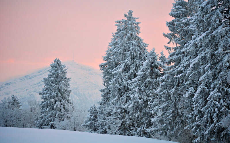 Snow-covered Evergreen Trees — Pink, Serene
