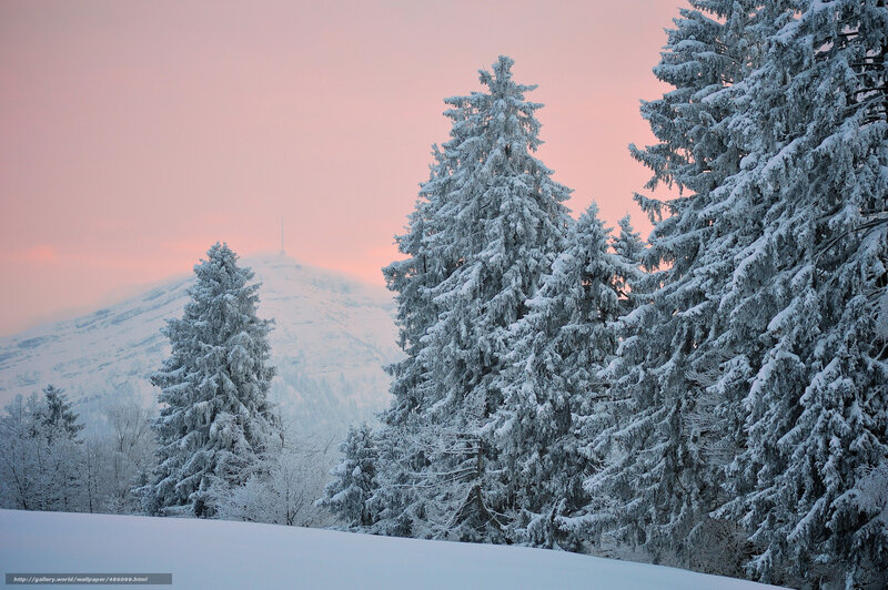 Snow-covered Evergreen Trees — Pink, Serene, Winter, Photograph