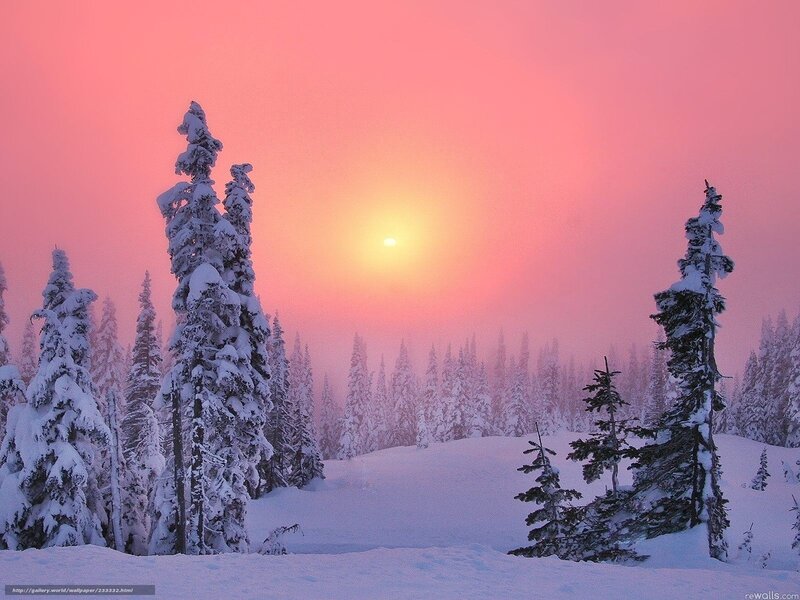 Snow-covered Evergreen Trees — Pink, Serene, Winter