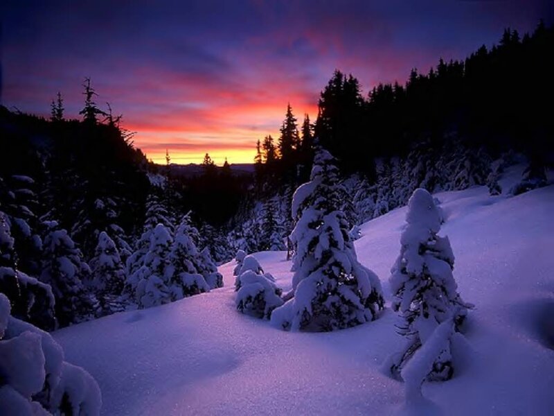 Snow-covered Evergreen Trees — Purple, Dramatic