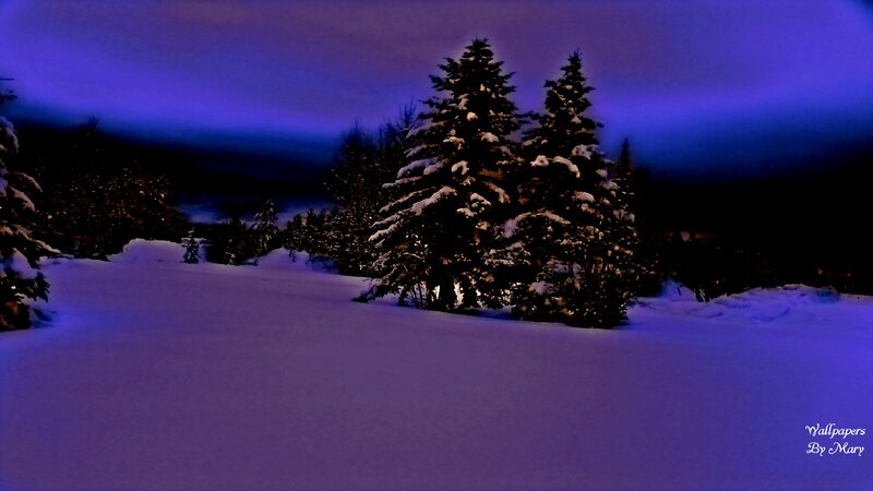 Snow-covered Evergreen Trees — Purple, Serene, Night