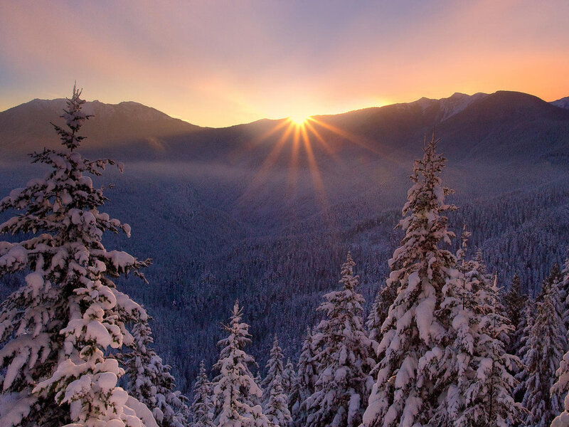 Snow-covered Evergreen Trees — Purple, Serene