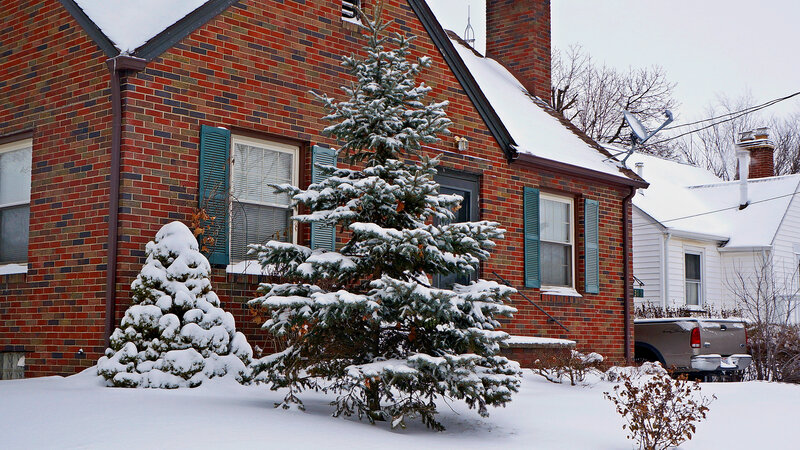 Snow-covered Evergreen Trees — Red, Calm