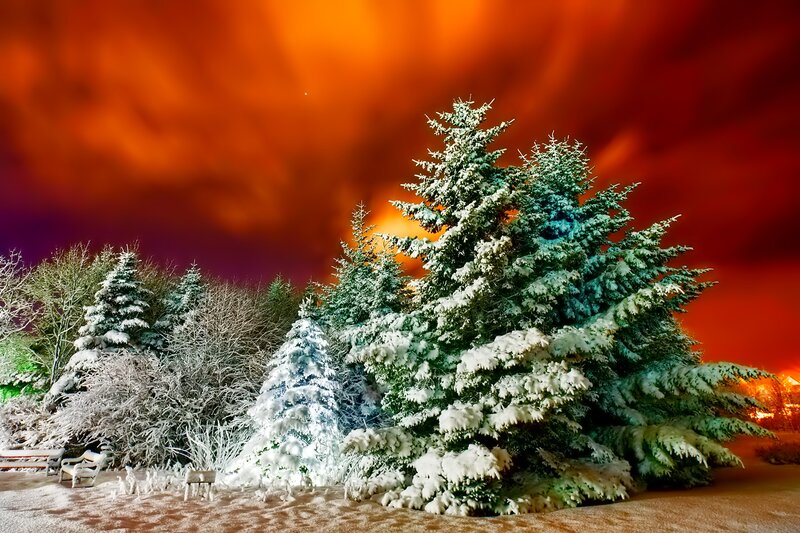 Snow-covered Evergreen Trees — Red, Dramatic