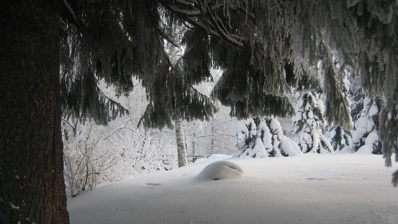 Snow-covered Evergreen Trees — Serene, Black