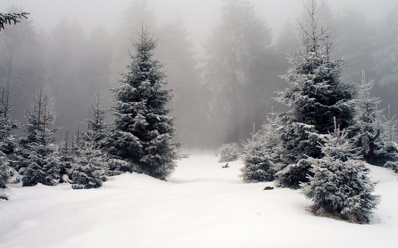 Snow-covered Evergreen Trees — Serene, Fog