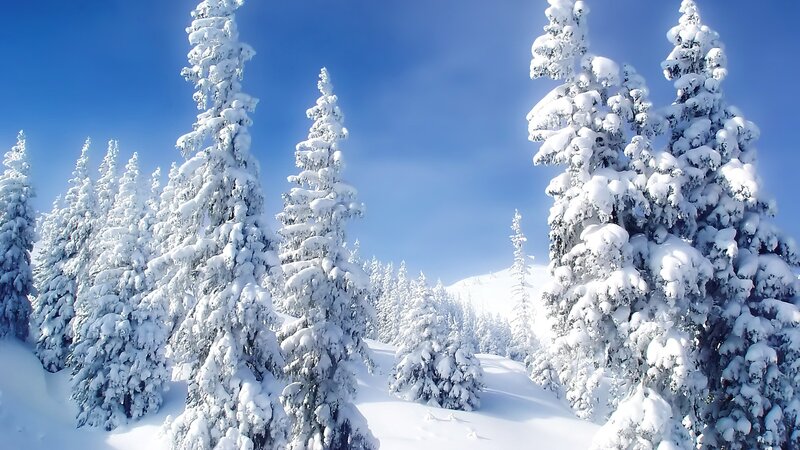 Snow-covered Evergreen Trees — Serene, Mountain