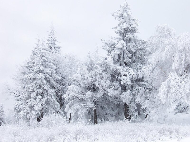 Snow-covered Evergreen Trees — Sky, Gray