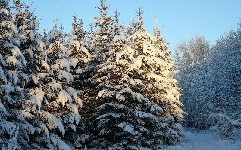 Snow-covered Evergreen Trees — Snow, Blue