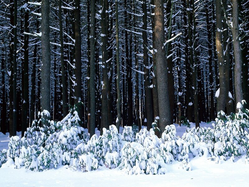Snow-covered Evergreen Trees — Snow, Forest