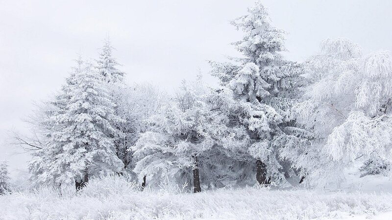 Snow-covered Evergreen Trees — Snow, Gray