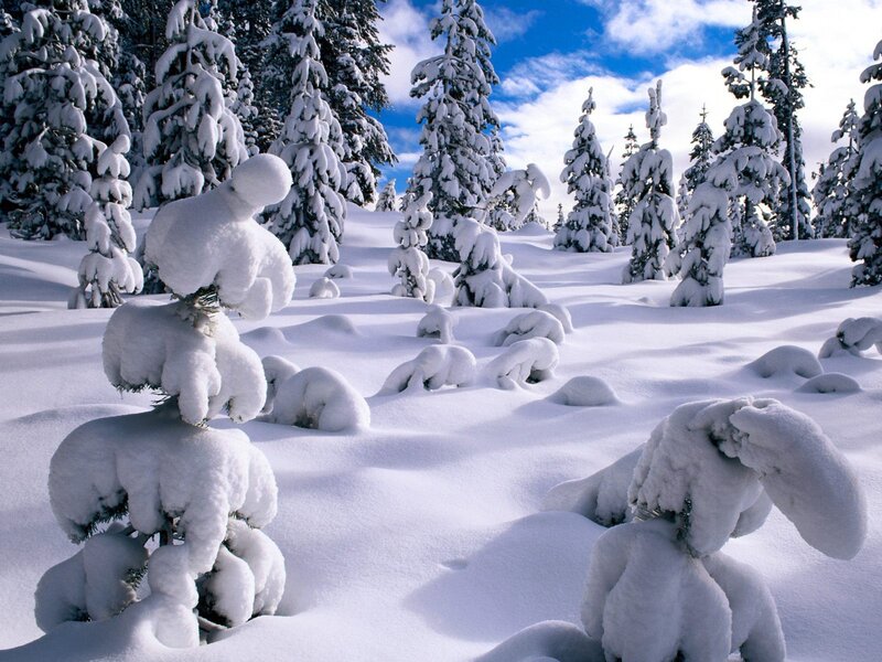 Snow-covered Evergreen Trees — Snow, Green
