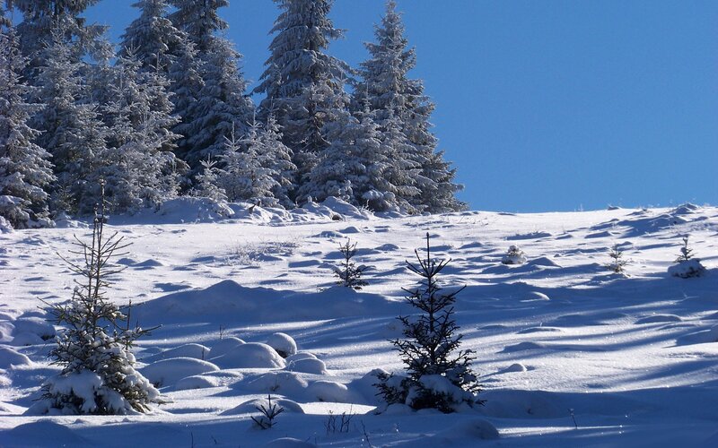 Snow-covered Evergreen Trees — Snow, Sky