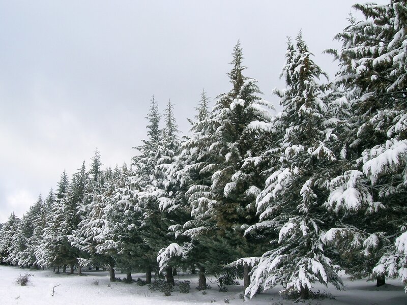 Snow-covered evergreen trees