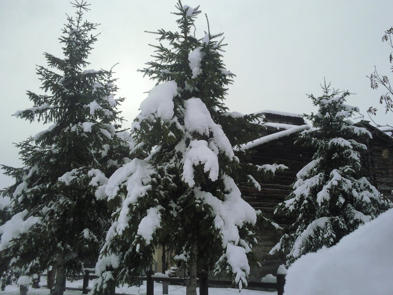 Snow-covered Evergreen Trees — White, Calm
